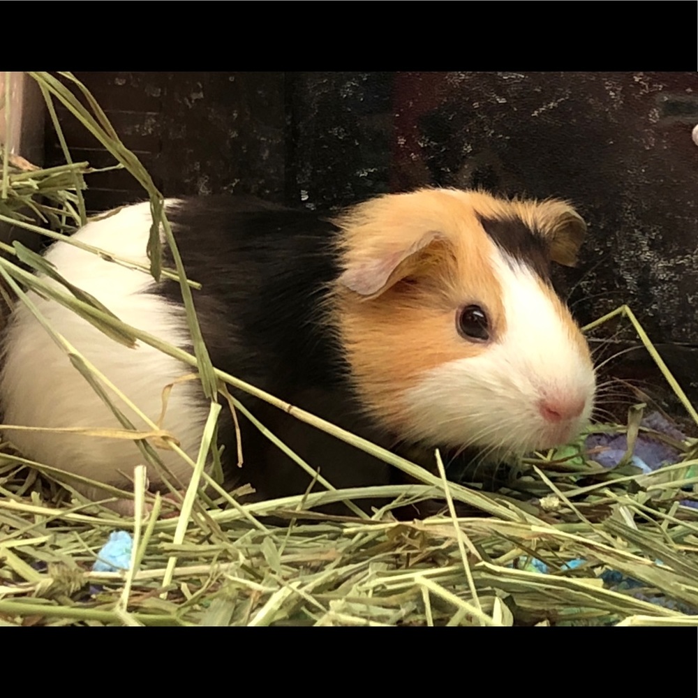 Meet your Posher, Ellie